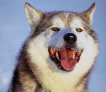 Un uomo fa sesso con un husky: denunciato