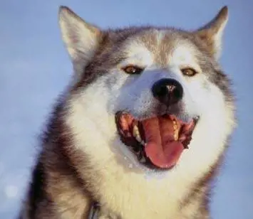 Un uomo fa sesso con un husky: denunciato