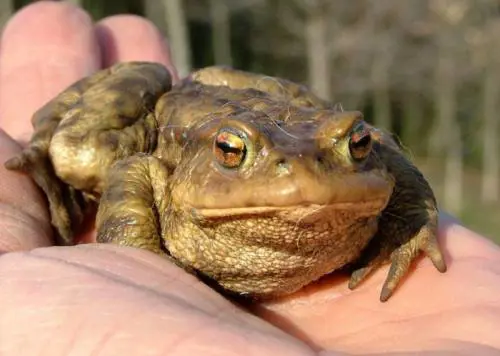 Le mini-rane minacciate dalle credenze popolari E salvate da ex cacciatrici