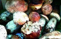 Direttore di banca mette ko rapinatore