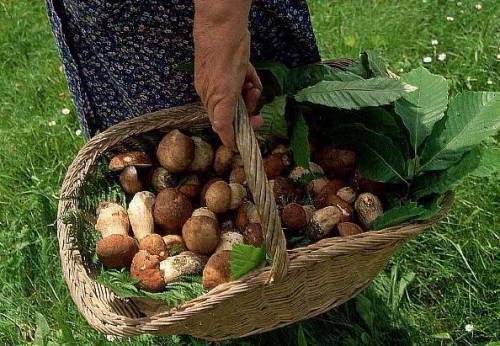 La Val Graveglia va a funghi e trova un nuovo consorzio