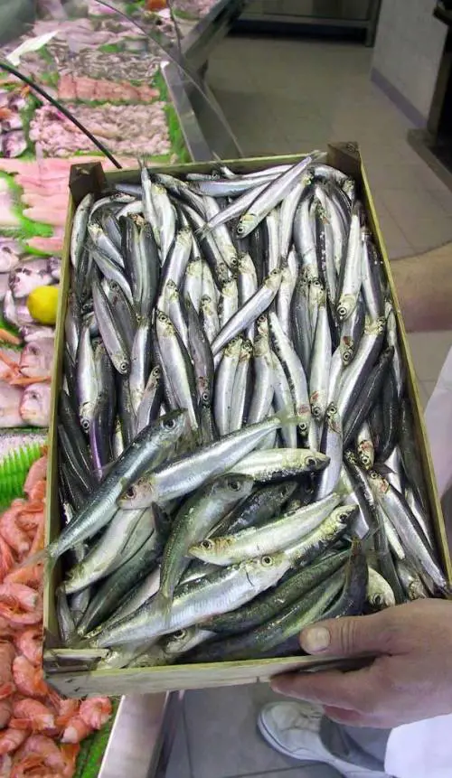 Amiu fa perdere le teste alle pescherie