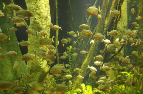 Una cucciolata di «timidi» Piranha