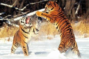 Pc: le tigri asiatiche si battono per l’Europa