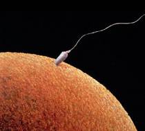 Problemi di fertilità? Fatelo di più