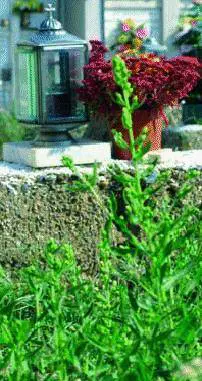 I cani scorrazzano fra le tombe «E cè anche chi ruba i fiori»