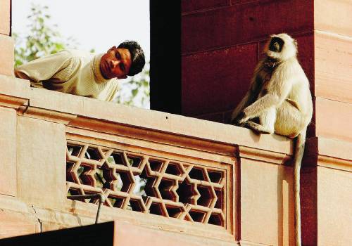 Il pianeta delle scimmie killer In India tutti prigionieri  in casa