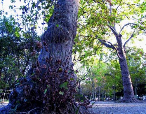 Acquasola, parco senza pace: ora il Comune taglia i platani