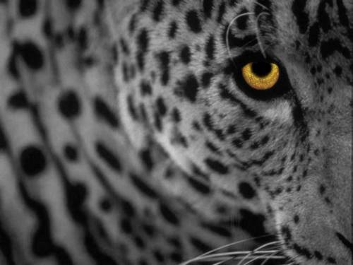 Apple ruggisce ancora: debutta Mac Os X Leopard
