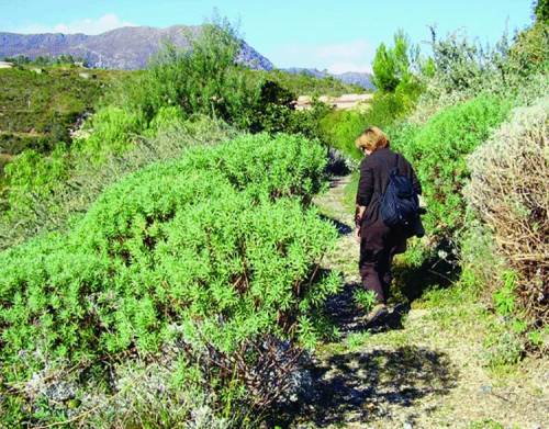 Nell’orto botanico di Cogoleto fiorisce tutta la Liguria