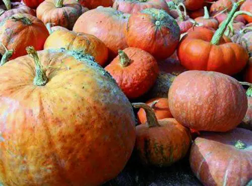Murta va in cerca della zucca doro dei primi ventunanni