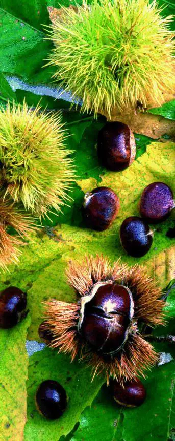 Lotta continua degli «amici per la pelle»