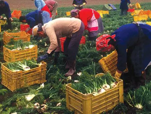 Coldiretti: imprenditori stranieri assaltano le campagne italiane
