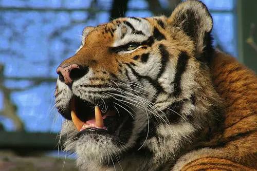 San Francisco, tigre esce 
dallo zoo e sbrana visitatore