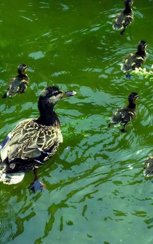 Banda di cinesi ruba  le anatre protette