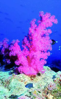 LAcquario «salva» i coralli trafugati