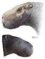 Paleontologia, scoperto un roditore da 1 tonnellata