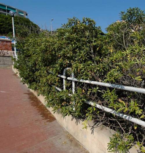 Quinto, un’oasi verde sul depuratore