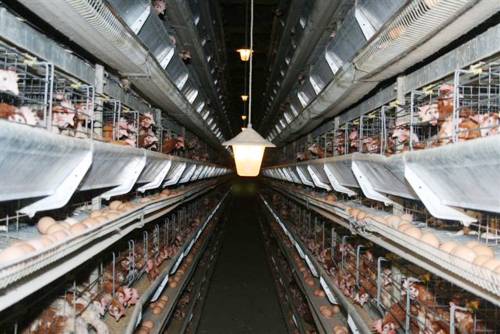 Il Comune regala galline: boom di richieste a Varallo