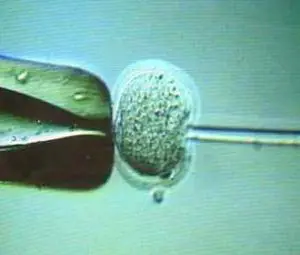 La mamma dei gemelli: "Sono come figli miei". Ma lo stabilirà il Dna