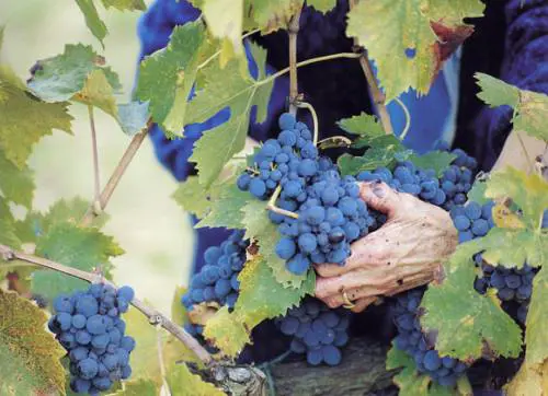 Brunello "allungato": all'origine un esperimento