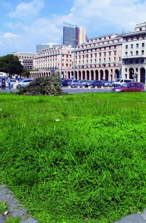 Taglio degli alberi nelle aiuole di via Diaz: sparisce lultimo polmone verde della città