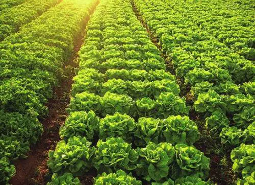 Lorto self-service,  il fresco è di casa