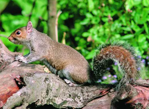 Dagli scoiattoli e dai topi è nato un nuovo roditore