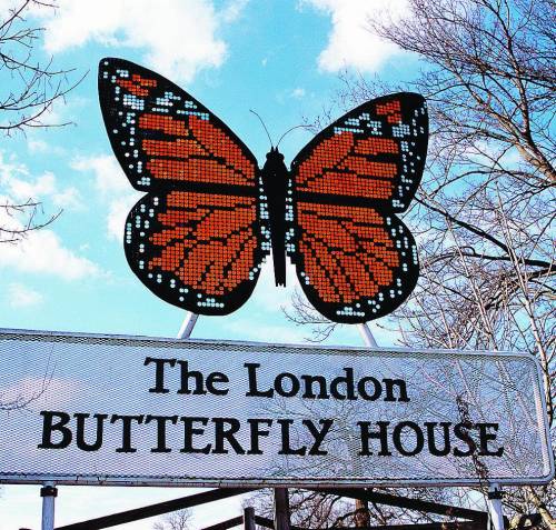 Una casa per le farfalle nel cuore della città