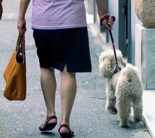 Rom cercano di sottrarle il cane ma è lui a salvarsi dal sequestro