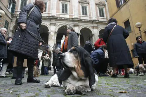 Giudice: affido condiviso 
anche per i cani