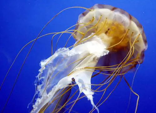 Uninvasione di meduse in nove vasche allAcquario