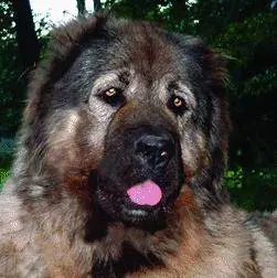 Quel cane di 80 chili comprato sul web