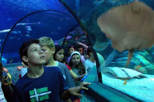 Ecco Gardaland Sea Life: 
magie tra mari e fiumi