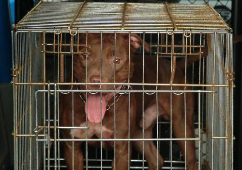 Donna sbranata da pitbull 
Arrestato figlio: omicidio