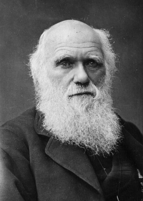 Scuse a Darwin? No, grazie