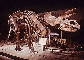 Al museo si dorme con il triceratopo