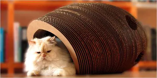 Stourbridge, il buco nero che si nutre di gatti