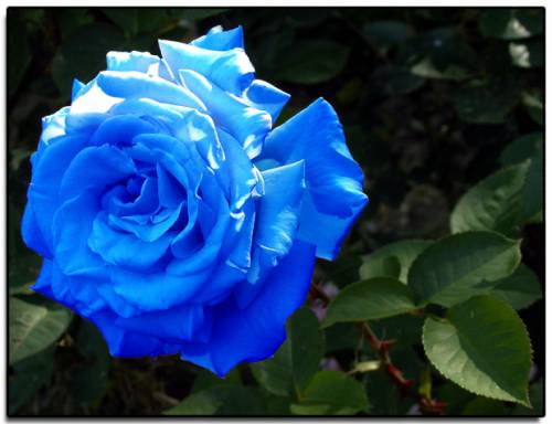 Ecco la rosa blu, l’ogm romantico
