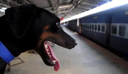 Trenitalia riapre le porte ai cani 
Ma chiude alle razze "feroci"