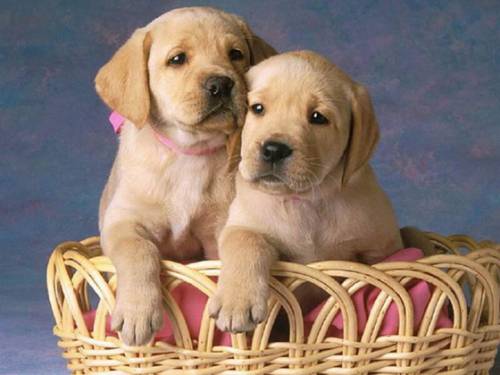 Emily, il labrador che cura la padrona meglio dei medici