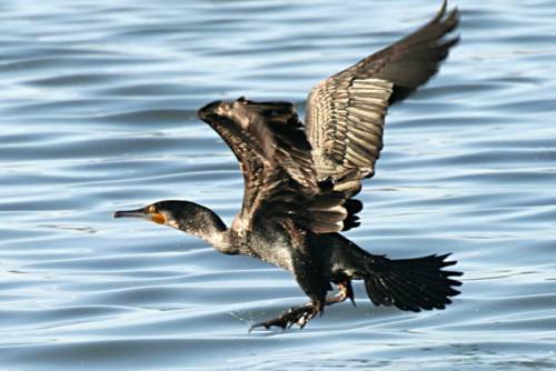 Suona l’allarme a Bruxelles. Terrorismo? No. Cormorani