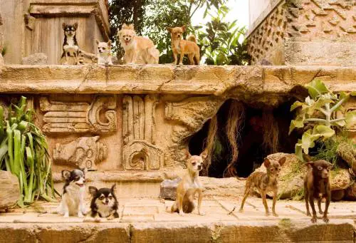 Tutti pazzi per i cani: al box-office Usa spopola un chihuahua viziatissimo