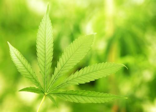 Inghilterra: cannabis? Come il cibo spazzatura