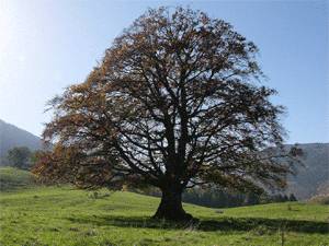 Con Internet a lezione di ecologia