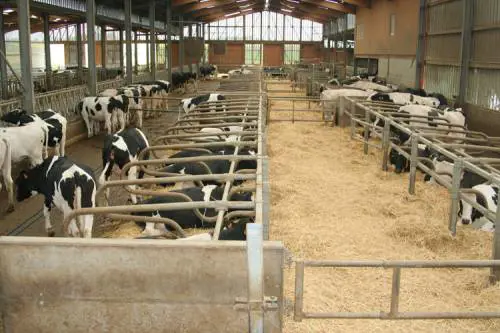 Quote latte, truffa da 180 milioni di euro