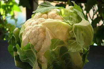 L'Inghilterra fa la guerra 
ai broccoli made in Italy