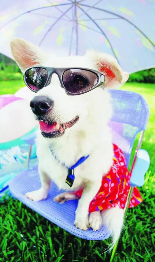 Anche Fido va alle terme Giornata tipo: palestra, piscina e idromassaggio