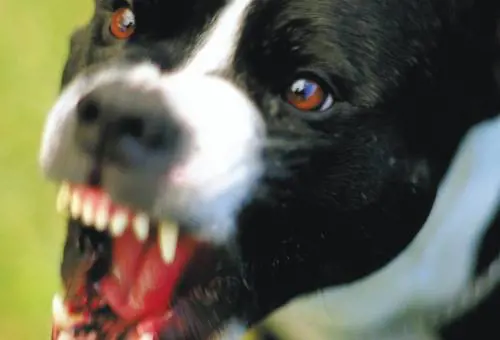 E' giusto abbattere 
i cani randagi?