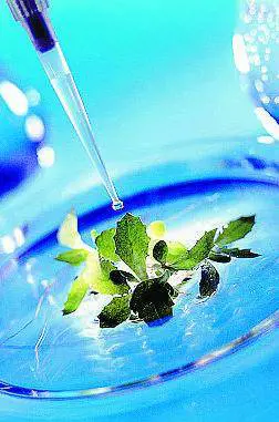 Boom Sementi biodinamiche per agronomi da balcone